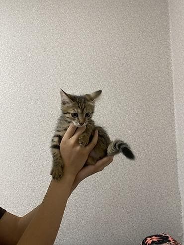 тигры: Кошка даром: Беспородная, 2 месяца, Мальчик, Приучена к лотку — 2