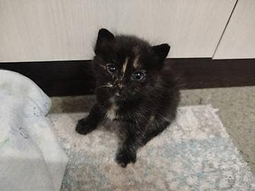 scottish fold: Беспородная, 2 месяца, Девочка, Черепаховый, Приучена к лотку — 3