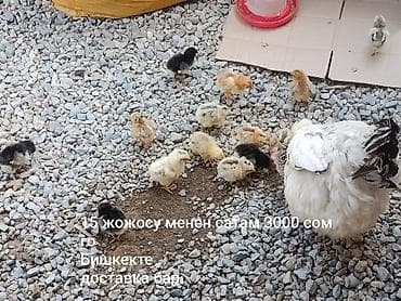 кип чоп: Продаю | Цыплята | Для разведения — 1