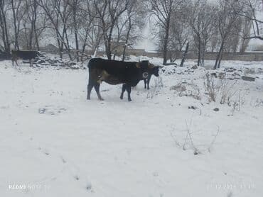 Уйлар, букалар: Сатам | Уй (ургаачы) | Көбөйтүү үчүн | Байланган — 4