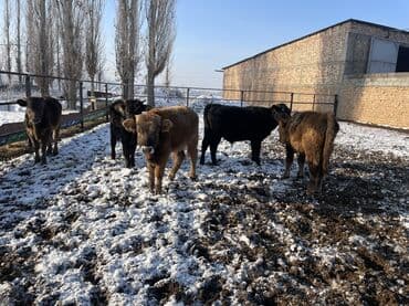 мальки рыб: Продаю | Музоо, торпок | На откорм — 10