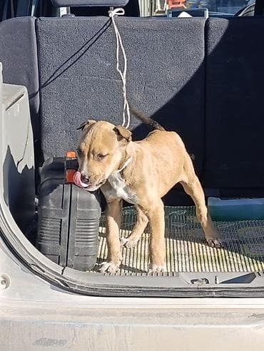 маленький собака: 2 месяца, Самка — 4