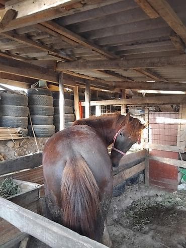 german shepherd: Продаю | Жеребец | Рабочий — 2