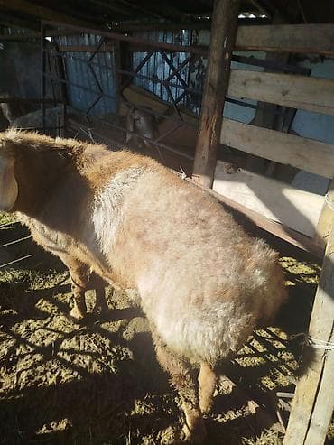Продаю | Баран (самец) | Арашан | Для разведения | Племенные, Осеменитель