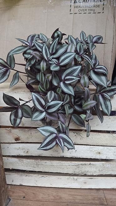 фикус бенжамина: Традесканция зебрина (Tradescantia zebrina) — ампельное комнатное — 1