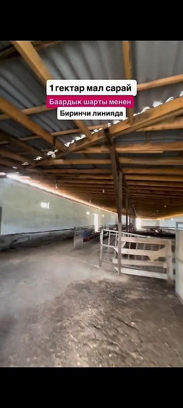 Кыймылсыз мүлк: Мүйүздүү бодо мал фермасы, 1000 соток, Жылытуу — 8