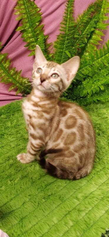 новорожденные котята: Друзья !!! питомник Бен Гла Мур с радостью предлагает новый помет. от — 27