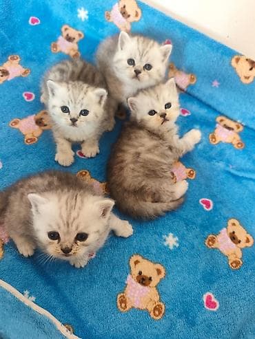 Продажа кошек: Скотиш Фолд (Шотландская вислоухая), 1 месяц, Девочка — 4
