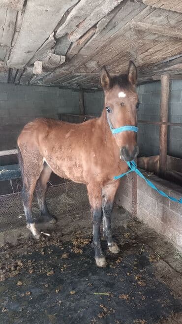 кошка домик: Продаю | Жеребенок | Для разведения — 1