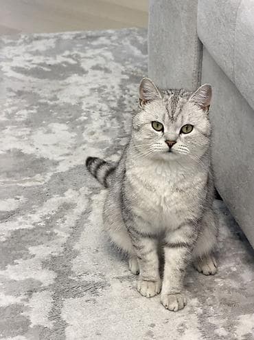 котенок рэгдолл купить: Вязка!!! Не продажа!! Бишкек! Тунгуч! Шотландская прямоухая — 5