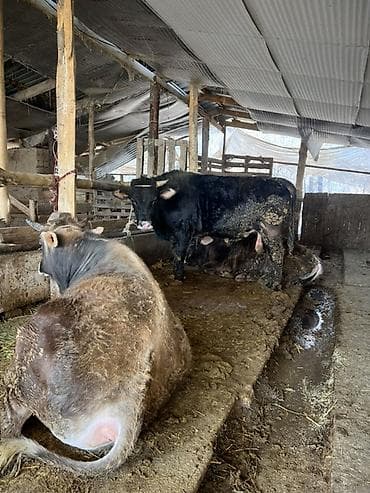 Ветеринар кызматы: Сатам | Бука (эркек) | Бордоп семиртүү үчүн | Байланган — 1