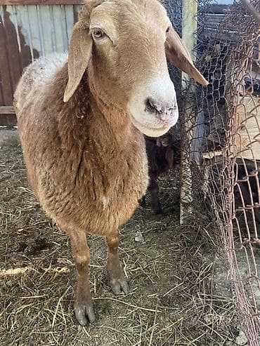 куры живые: Продаю | Овца (самка) | Для разведения | Матка — 2