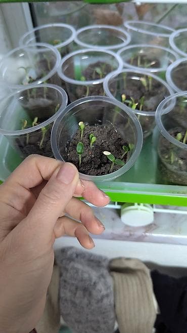 aloe vera: Семена Медовой китайской дыни (ароматная круглая дыня диаметром до 12 — 5