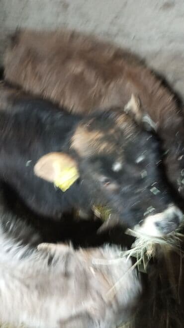 коровы и телята: Продаю | Тёлка | На откорм — 3