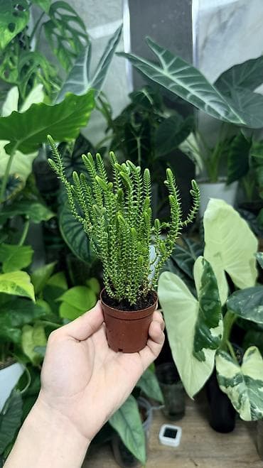 Комнатные растения: Клубни Алоказии Регал Шилдс 300-350-400с Клубень Алоказии Пинк дракон — 8