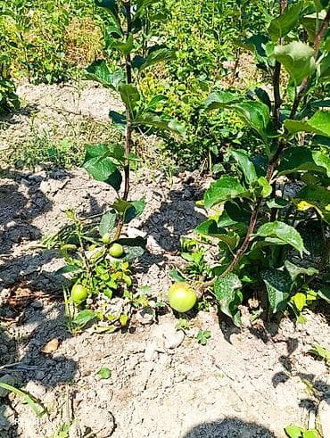 Инструменты: Саженцы яблони (молодые деревья) - Развитый питомник: ровные ряды — 3