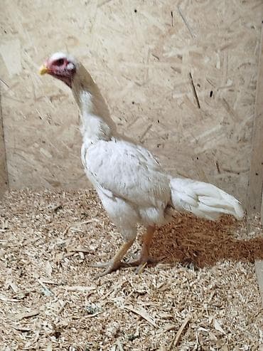 Услуги ветеринара: Дакан ак мекиштер сатылат активный алмашу жолдору бар адрес Заря — 4