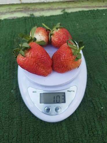 продаю орех: Клубника Клери, Оптом — 3