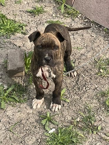 племенные кролики продажа: Щенок средней породы, тигрового окраса (бриндл), с белыми отметинами — 2