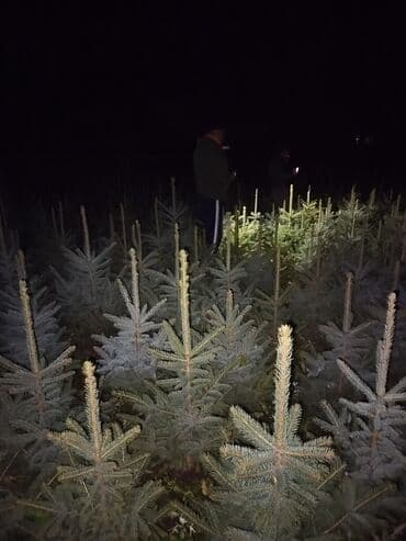 строительные ходули: Саженцы деревьев: Ели — 2