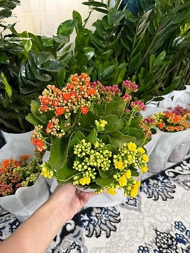 антуриум цветы: Комнатные растения — каланхоэ и антуриум - Каланхоэ (Kalanchoe — 3