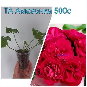 Мебель: Коллекционные комнатные растения (укоренённые сеянцы/черенки в — 10