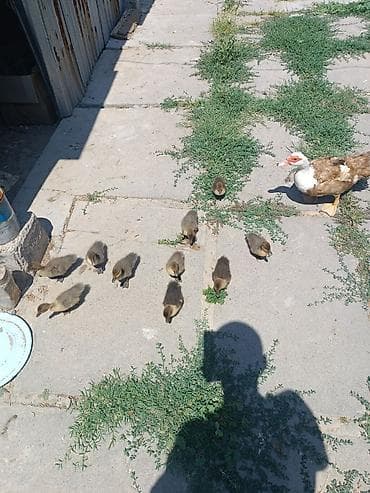 С/х животные и товары: Продаю утка с утятами домашний Мускусные утята (индоутка) - Порода — 5