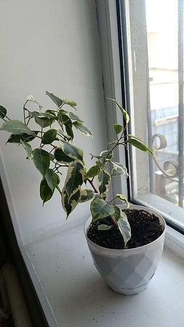 декоративные растение: Комнатные растения в горшках (несколько вариантов): 1) Шеффлера — 9