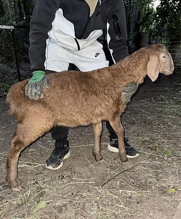 долан овцы: Продаю | Овца (самка), Ягненок, Баран (самец) | Арашан | Для разведения — 5