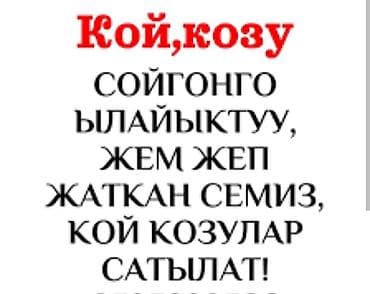 Продаю | Баран (самец) | Полукровка | На забой, Для разведения | Осеменитель