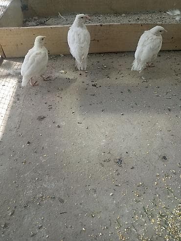 индюки биг 6 купить яйцо: Продаю цыплят белого кеклика — 1