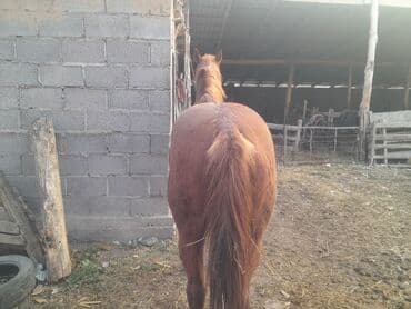 Продаю | Жеребец | Рабочий — 2