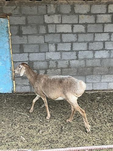 кролики калифорния купить: Продаю | Овца (самка) | Для разведения | Матка — 3