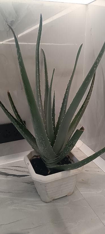 светы: Алоэ вера в горшке - Вид: Aloe vera (алоэ столетник), суккулент. - — 4