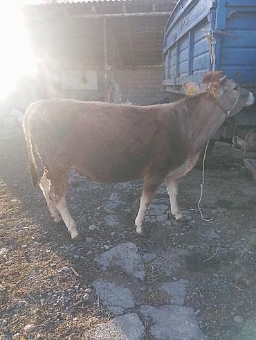 алабай купити: Продаю | Корова (самка), Тёлка | Алатауская | Для разведения, Для молока | Искусственник — 1