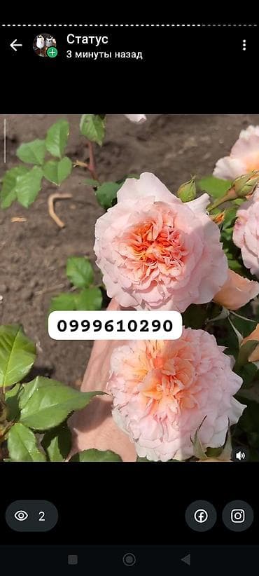 семена расторопши: Саженцы цветка: Розы — 10