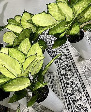 хищное растение: Комнатные декоративные растения в кашпо Ассортимент: - Калатеи с — 7