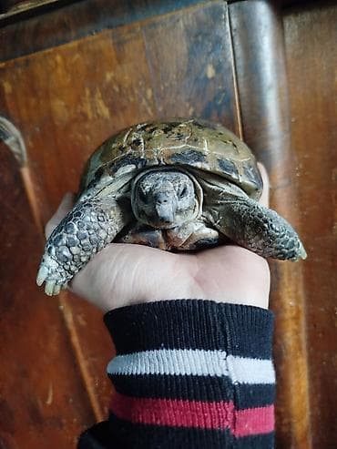аванта кошка: Продаю сухопутную черепаху мальчик у меня четыре черепахи одна 1.500 — 2