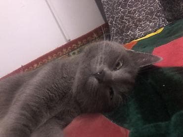 Жибек жолу 462 Британская короткошёрстная кошка, окрас сплошной серый