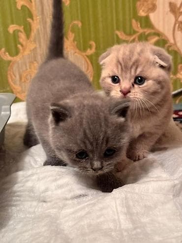 породистые кошки цена: Породистые котята серых и бежевых окрасов. Описание: - Тип — 3