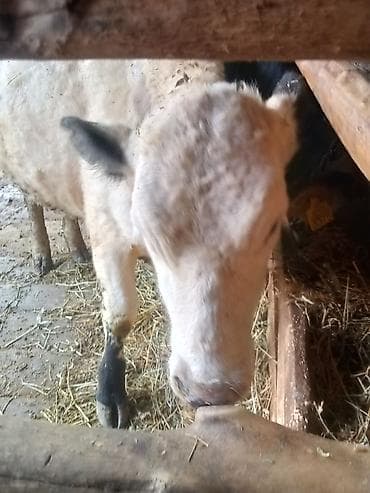 живые дрожи: Продаю | Тёлка | Для разведения | Нетель — 2