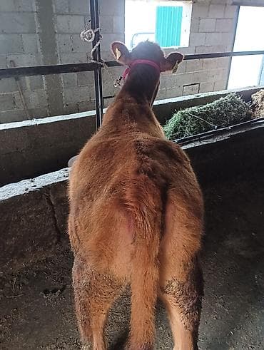 биг 6: Продаю | Корова (самка) | На откорм | Привязанные — 2