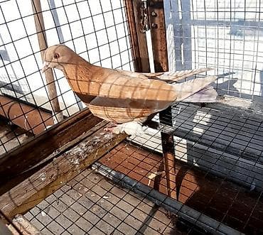 ищу собаку бесплатно: Один самец 500 сом — 1