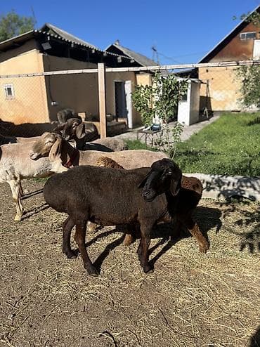 Продаю | Овца (самка) | Арашан | Для разведения | Котные at lalafo.kg Продаю | Овца (самка) | Арашан | Для разведения | Котные