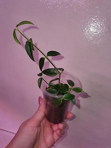 Комнатные растения: Хойи
Цены 200, 300, 400 сом — 9