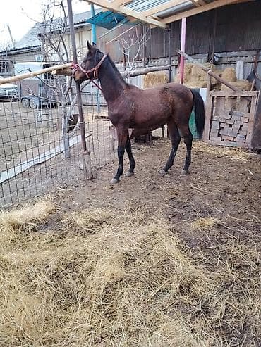 козел для случки: Продаю | Жеребенок | Для разведения — 4