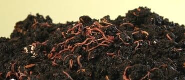 уголь каракече бешсары шабыркуль каражыра доставка бишкек купить фото: БИОГУМУС Табигый универсалдуу.Жер семирткич .тамыр аркылуу жана — 4