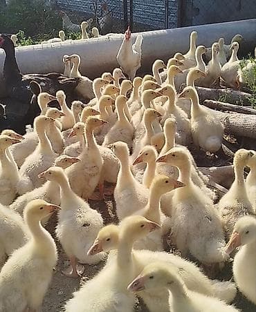 утята пекинские: В продаже гуси, породы : Линда Крупная серая Мамуты — 4