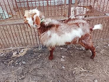 Үй жаныбарлары: Сатам | Теке (эркек) | Аргын | Көбөйтүү үчүн | Жасалма жол менен боозутуу — 1