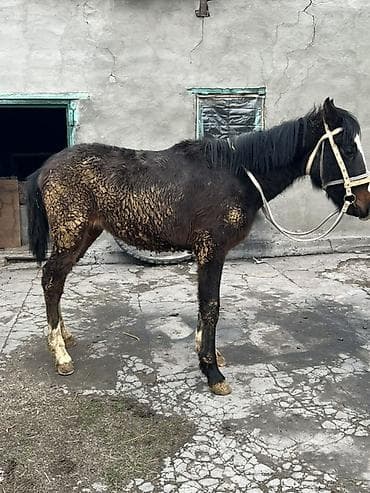 лошадь конь: Продаю | Жеребенок | Для разведения — 2